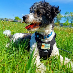 Fundraising Page: OREO PUP